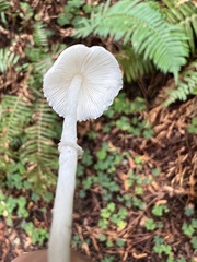 Lepiota castaneidisca