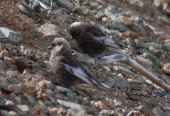 Leucosticte arctoa