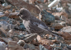 Leucosticte brandti