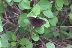 Ephyriades brunnea