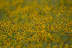 Coreopsis basalis