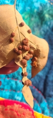 Polystepha symmetrica