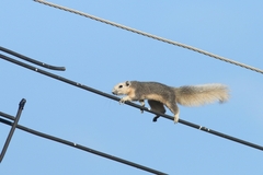 Callosciurus finlaysonii