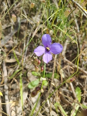 Cheiranthera linearis