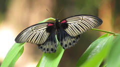 Papilio memnon