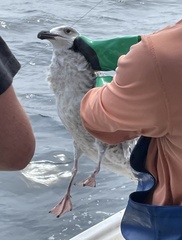 Larus marinus