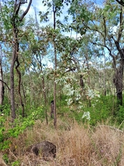 Eucalyptus melanophloia