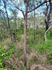 Eucalyptus melanophloia