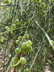 Leptomeria acida