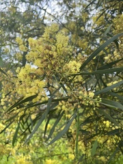 Acacia