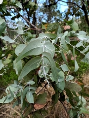 Eucalyptus melanophloia