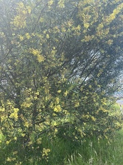 Acacia