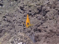 Acanthurus pyroferus