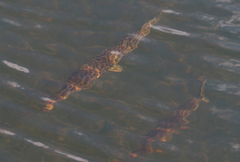 Lepisosteus platyrhincus