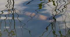 Lepisosteus platyrhincus
