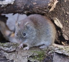 Clethrionomys gapperi