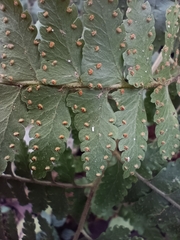 Microlepia krameri