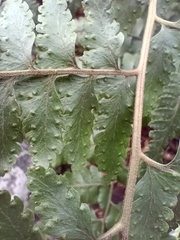 Microlepia krameri