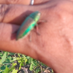 Sternocera chrysis