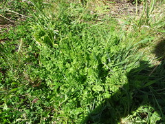 Anthriscus cerefolium