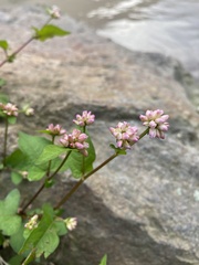Persicaria thunbergii