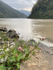 Persicaria thunbergii
