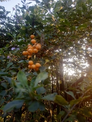 Duranta erecta
