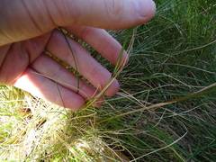 Festuca rubra