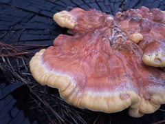 Laetiporus gilbertsonii