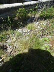Festuca rubra