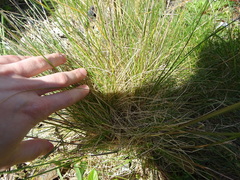 Festuca rubra