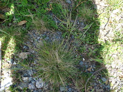 Festuca rubra