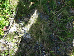 Festuca rubra