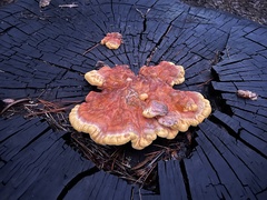 Laetiporus gilbertsonii