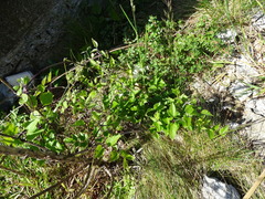 Festuca rubra