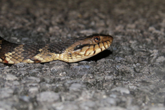 Nerodia fasciata pictiventris