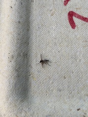 Aedes canadensis