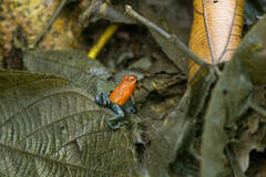 Oophaga pumilio