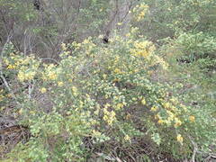 Pultenaea graveolens