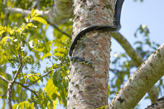 Spilotes pullatus