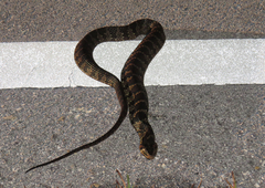 Nerodia fasciata pictiventris