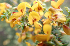 Pultenaea graveolens