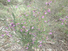 Prostanthera decussata
