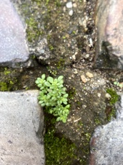 Sedum formosanum