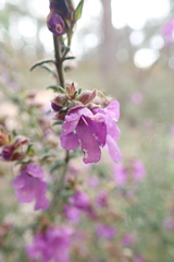 Prostanthera decussata