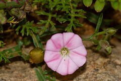 Convolvulus remotus