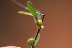Phyllanthus carpentariae