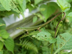 Takydromus smaragdinus