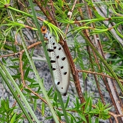 Myrmeleon erythrocephalus