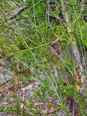 Myrmeleon erythrocephalus